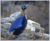 The colourful Danphe Phesant - the national bird of Nepal.
