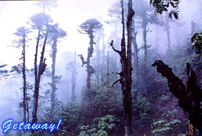 Dense virgin forest along the trails of Neora valley reserve in Darjeeling.