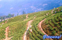 Tea Estate in Darjeeling.